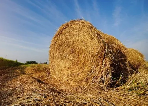 PARALI OR RICE STRAW | Gattuwala Manufacture of Machineries